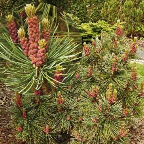 Pinus pumila 'Elektra' - Kääbus-seedermänd 'Elektra' C2/2L
